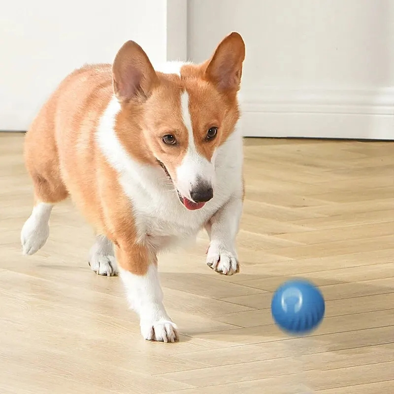USB Charging Automatic Bouncin - Automatic Moving Dog Ball recension och pris