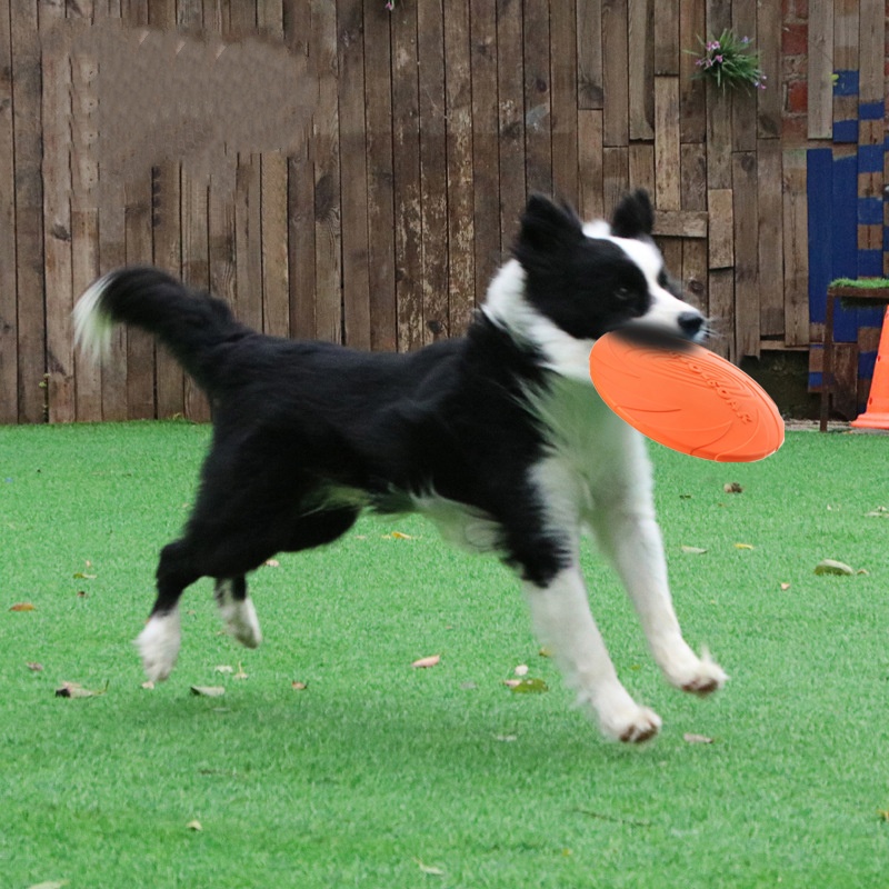 Interactive Silicone Flying Sa - Flying Disc Dog Training Toy recension och pris