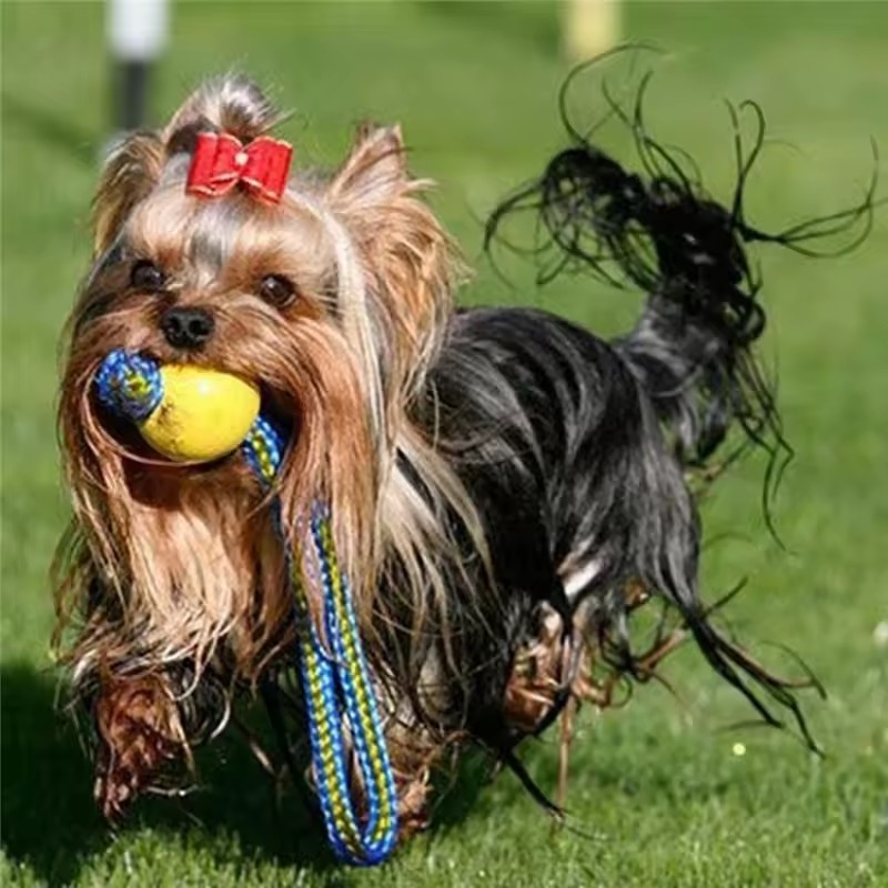 1pc Teeth Indestructible Bite  - Indestructible Dog Chew Toy recension och pris