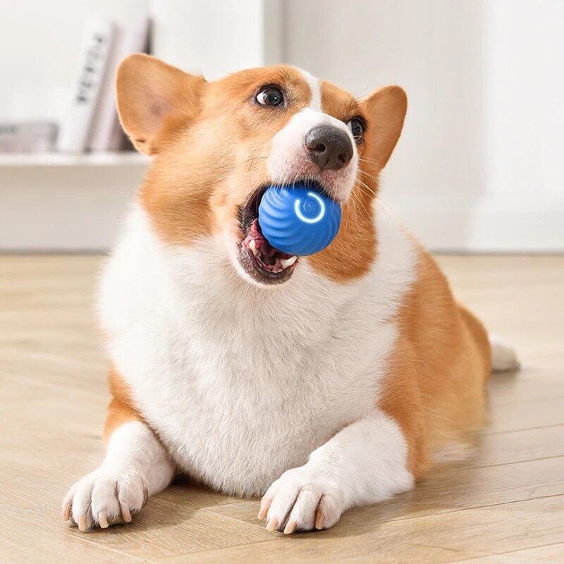 Dog Toys Intelligent Gravity J - Suction Cup Dog Tug Toy recension och pris